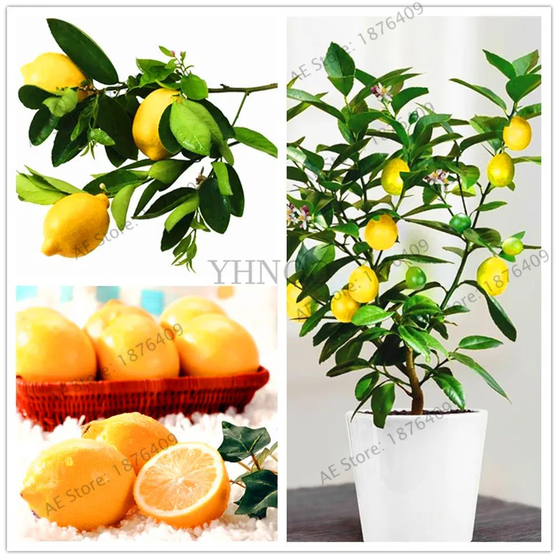 21pcs/bag,Bonsai Lemon Tree plant High survival Rate Fruit Tree flores For Home Garden Backyard,Rich nutrition
21pcs/bag,Bonsai Lemon Tree plant High survival Rate Fruit Tree flores For Home Garden Backyard,Rich nutrition