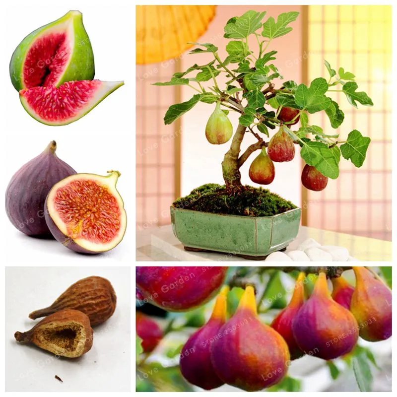 50 Pcs/Bag Rare Tropical Fig Bonsai Mini Fig Tree Bonsai Plant Bonsai Rare Fruit Bonsai Natural Growth DIY Home Planting
50 Pcs/Bag Rare Tropical Fig Bonsai Mini Fig Tree Bonsai Plant Bonsai Rare Fruit Bonsai Natural Growth DIY Home Planting