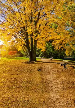 fondos de estudio fotografia vinilo 150x150cm Autumn Background Photographic For Wedding Yellow Leaves Beautiful Scenery
fondos de estudio fotografia vinilo 150x150cm Autumn Background Photographic For Wedding Yellow Leaves Beautiful Scenery