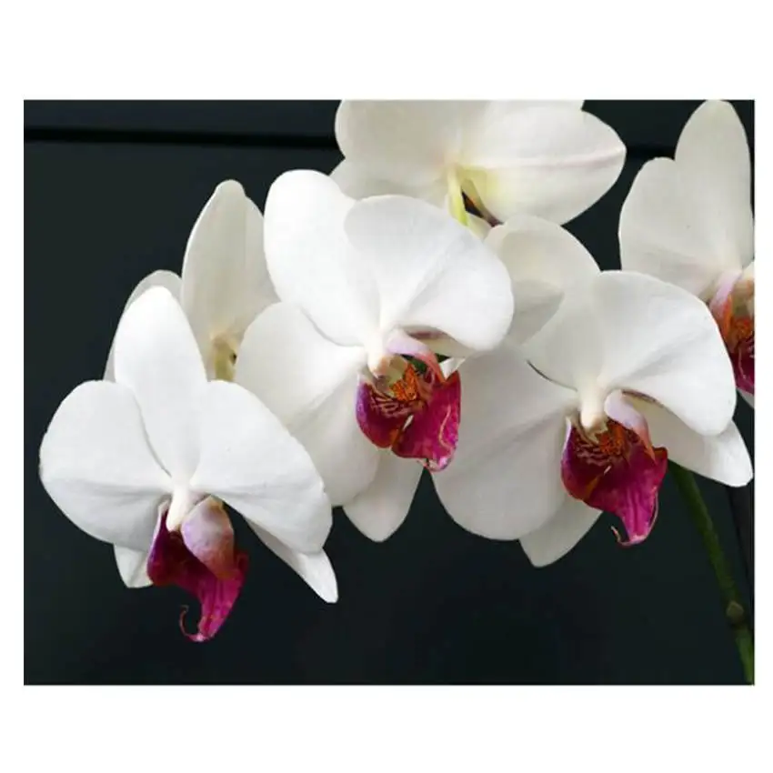 Decoration Oil Painting For Living Room,Beautiful Plum Flower,Oil Painting By Numbers,Diy Paint By Number
Decoration Oil Painting For Living Room,Beautiful Plum Flower,Oil Painting By Numbers,Diy Paint By Number