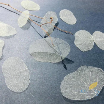 10 Pcs A-Class Natural Leaf Organic Craft Small Butterfly Veins Leaves Skeleton Dried Flower Leaves Specimen Bookmarks Material
10 Pcs A-Class Natural Leaf Organic Craft Small Butterfly Veins Leaves Skeleton Dried Flower Leaves Specimen Bookmarks Material