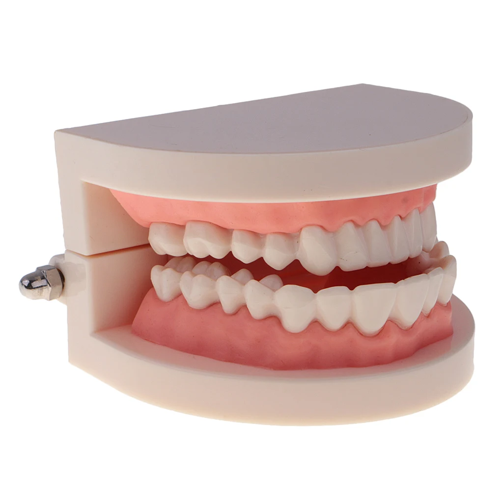 2 Sets 1:1 Human Mouth Teeth Model with Toothbrush School Teaching Learning Lab Ornament
