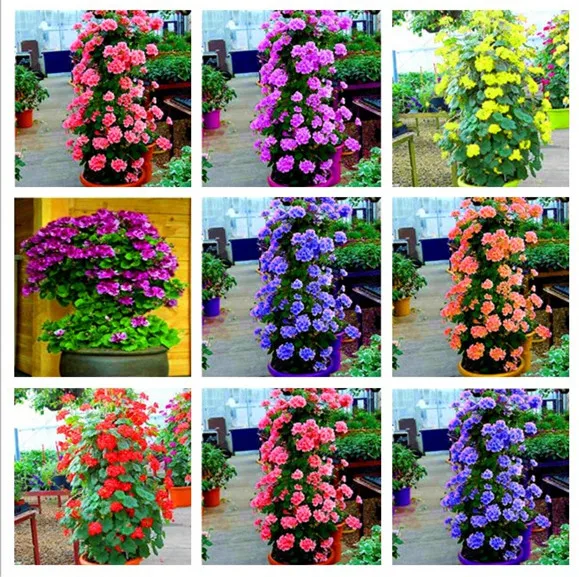 100 pcs Rare Climbing Geranium Pelargonium Peltatum Tree Bonsai Perennial Flower Indoor Rooms Garden Potted Plant Easy Grow
100 pcs Rare Climbing Geranium Pelargonium Peltatum Tree Bonsai Perennial Flower Indoor Rooms Garden Potted Plant Easy Grow