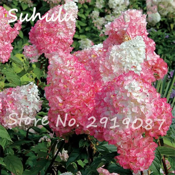 9343ABDDF577DCBD4137D7330C9E690B