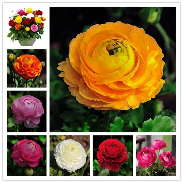100 Pcs Hot Sale mixed Ranunculus Asiaticus Flower For Home & Garden DIY Plants Persian Buttercup Flower Planta Free Shipping
100 Pcs Hot Sale mixed Ranunculus Asiaticus Flower For Home & Garden DIY Plants Persian Buttercup Flower Planta Free Shipping
