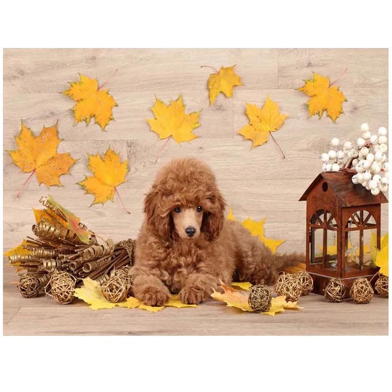 Full square round diy diamond embroidery Poodle dwarf diamond painting cross stitch pictures of rhinestones wall stickerZP-464
Full square round diy diamond embroidery Poodle dwarf diamond painting cross stitch pictures of rhinestones wall stickerZP-464
