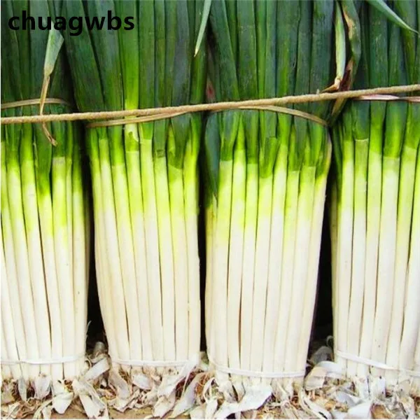 Vegetable plant Hot selling 100 Pcs Giant Chinese Green Onion plant Home Garden Bonsai The Budding Rate 95% for home garden
Vegetable plant Hot selling 100 Pcs Giant Chinese Green Onion plant Home Garden Bonsai The Budding Rate 95% for home garden