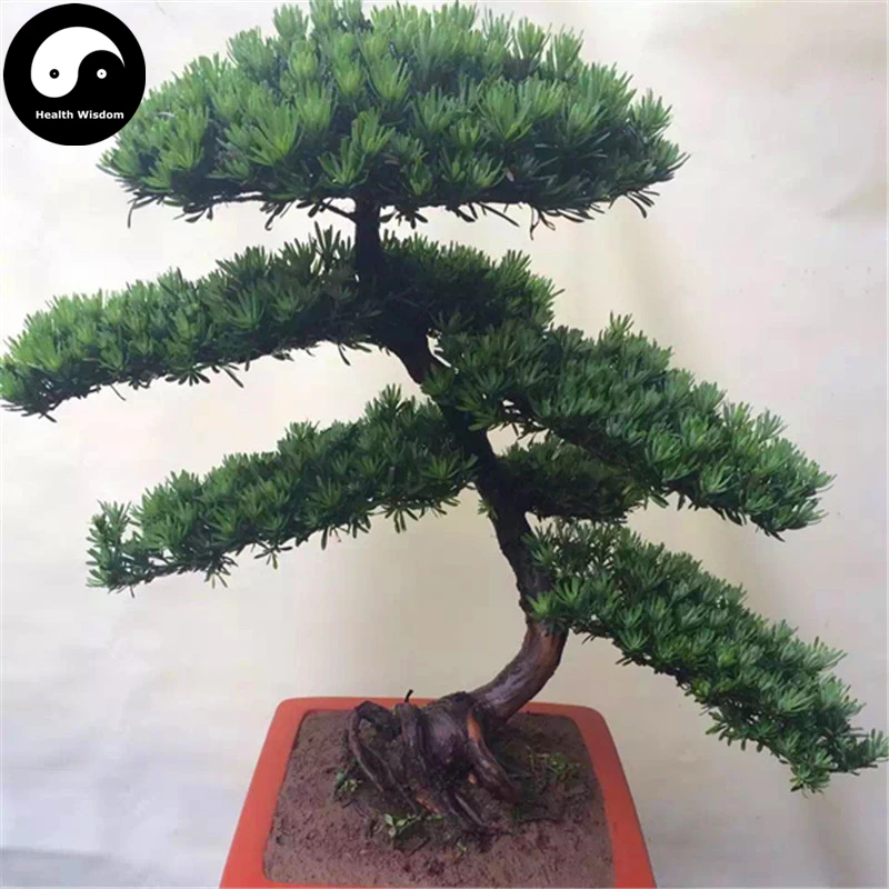 Buy Podocarpus Macrophyllus Tree Semente 160pcs Plant Que She Luo Han Song
Buy Podocarpus Macrophyllus Tree Semente 160pcs Plant Que She Luo Han Song