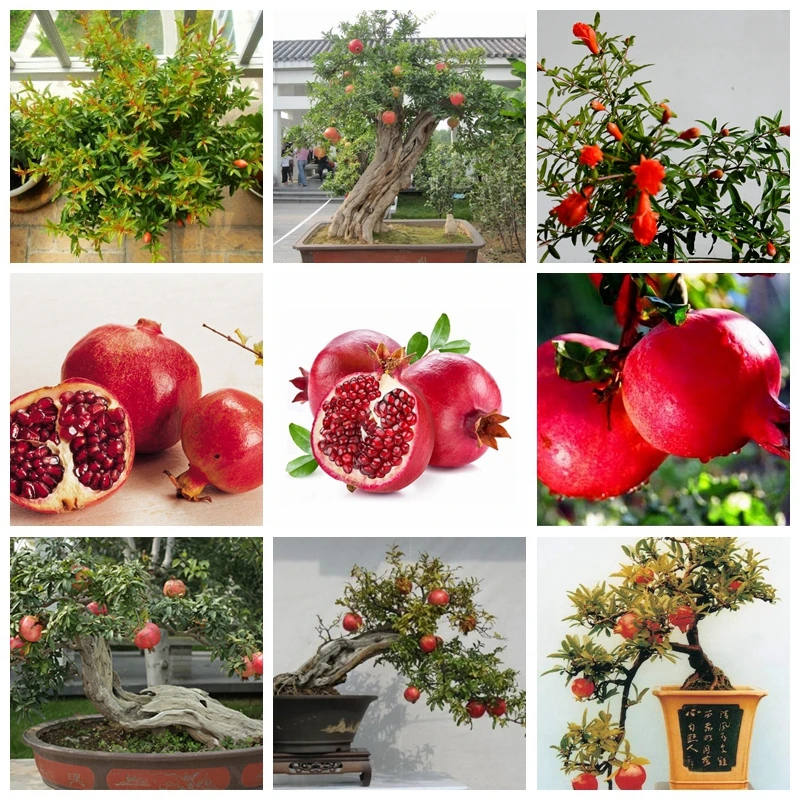30 pcs/ bag Giant Pomegranate Rare Succulent Outdoor Bonsai Potted Super Non-GMO Fruit for Home Garden Pot Planting Easy to Grow
30 pcs/ bag Giant Pomegranate Rare Succulent Outdoor Bonsai Potted Super Non-GMO Fruit for Home Garden Pot Planting Easy to Grow