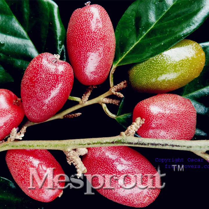50pcs/bag Hot Sale Goat's Milk fruit Balcony Bonsai fruit Bonsai Organic Goat's Milk fruit Bonsai pot plants for home garden
50pcs/bag Hot Sale Goat's Milk fruit Balcony Bonsai fruit Bonsai Organic Goat's Milk fruit Bonsai pot plants for home garden