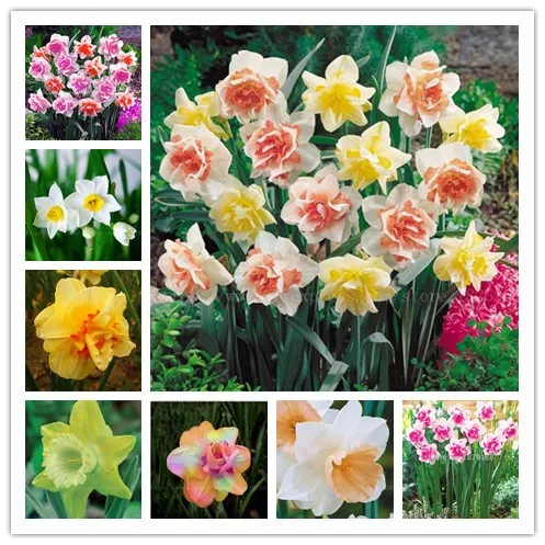 100pcs Rainbow Narcissus Flower Bonsai Daffodil Flower Bonsai Plants Double Petals Absorption Radiation Potted DIY Garden Plant
100pcs Rainbow Narcissus Flower Bonsai Daffodil Flower Bonsai Plants Double Petals Absorption Radiation Potted DIY Garden Plant