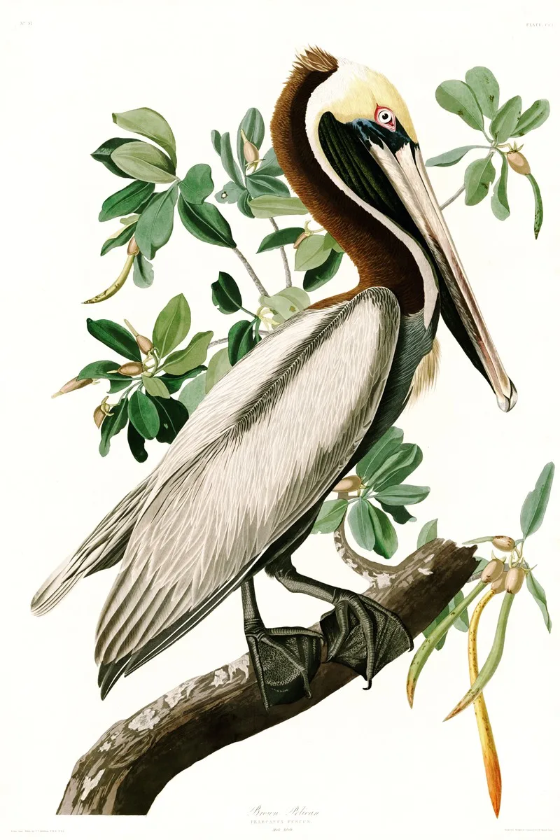 AD-251_Brown_PelicanV4872