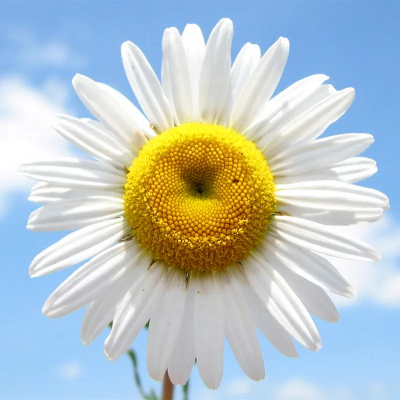 40pcs White Sunflower Bonsai Rare Sunflower Flower Bonsai Plants Organic Garden Ornamental Flowers Mixed Colore Potted Plantas
40pcs White Sunflower Bonsai Rare Sunflower Flower Bonsai Plants Organic Garden Ornamental Flowers Mixed Colore Potted Plantas