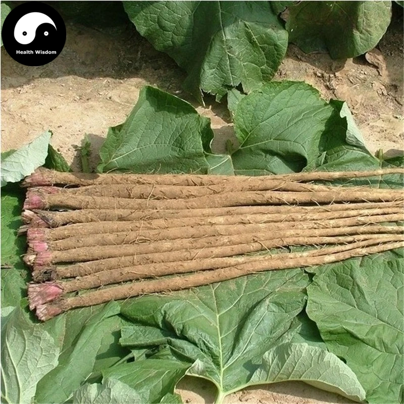 Buy Real Burdock Roots Semente 200pcs Plant Herb Arctium Lappa Grow Burdocks Niu Bang
Buy Real Burdock Roots Semente 200pcs Plant Herb Arctium Lappa Grow Burdocks Niu Bang