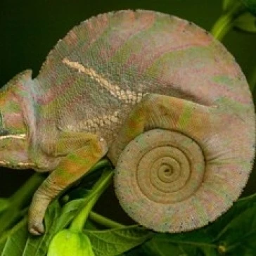Baudrier's Chameleon Lizard Madagascar Africa Poster Print by Pete Oxford (38 x 26)
