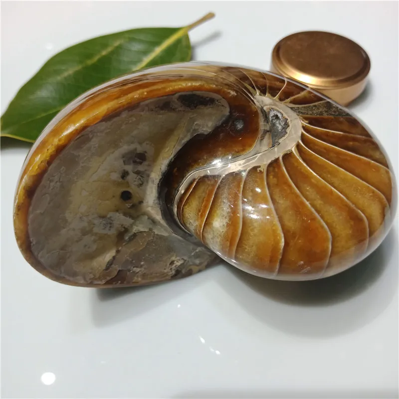 1pc about 700 grams Rare Gorgeous Jade Ammonite Fossil Specimen Shell Healing, Madagascar 11-12cm
1pc about 700 grams Rare Gorgeous Jade Ammonite Fossil Specimen Shell Healing, Madagascar 11-12cm
