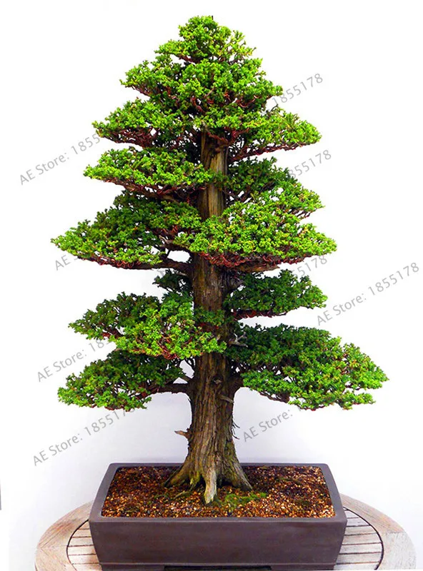 New Fresh 28 PCS/bag Sacred Japanese Cedar flores bonsai ornamental tree plantas everygreen Woody plant for home garden plant
New Fresh 28 PCS/bag Sacred Japanese Cedar flores bonsai ornamental tree plantas everygreen Woody plant for home garden plant