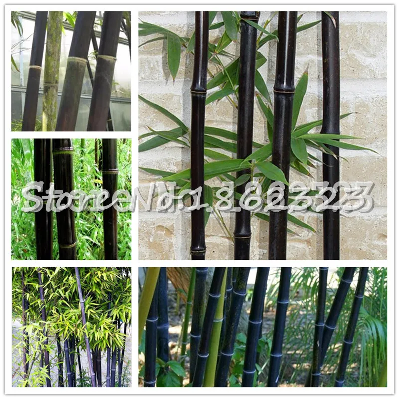 Hot sale! 100 PCS Black Bamboo Phyllostachys Pubescens Rare Giant Bamboo bonsai Bambusa Lako Tree For Home Garden Plant
Hot sale! 100 PCS Black Bamboo Phyllostachys Pubescens Rare Giant Bamboo bonsai Bambusa Lako Tree For Home Garden Plant