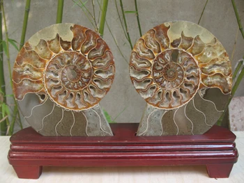 850g NATURAL CUT CRETACEOUS AMMONITE FOSSIL Sliced + STAND 135g
850g NATURAL CUT CRETACEOUS AMMONITE FOSSIL Sliced + STAND 135g