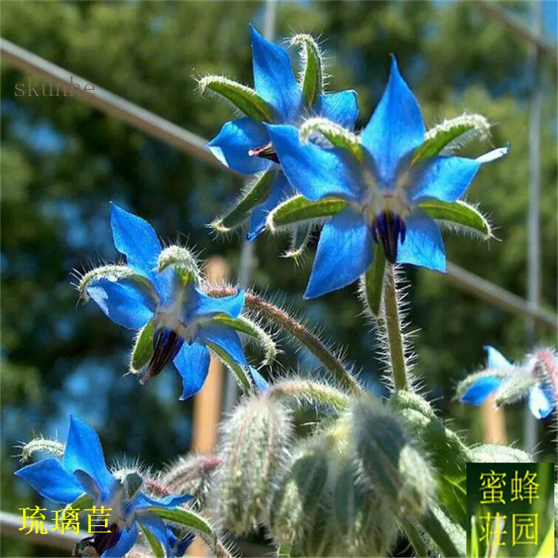 Borage bonsais Violet flowers eat vegetables Sulfur bonsais of about 100pcs(liu li ju)
Borage bonsais Violet flowers eat vegetables Sulfur bonsais of about 100pcs(liu li ju)