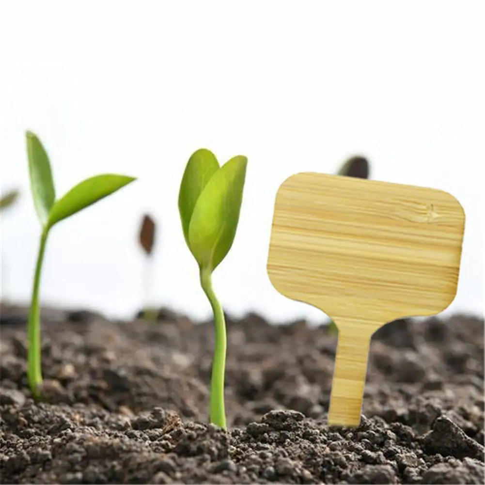 50PCS Garden Label Gardening Plant Classification Sorting Sign Tag Ticket Bamboo Writing Plate Board Plug In Card Landscape Sign
50PCS Garden Label Gardening Plant Classification Sorting Sign Tag Ticket Bamboo Writing Plate Board Plug In Card Landscape Sign