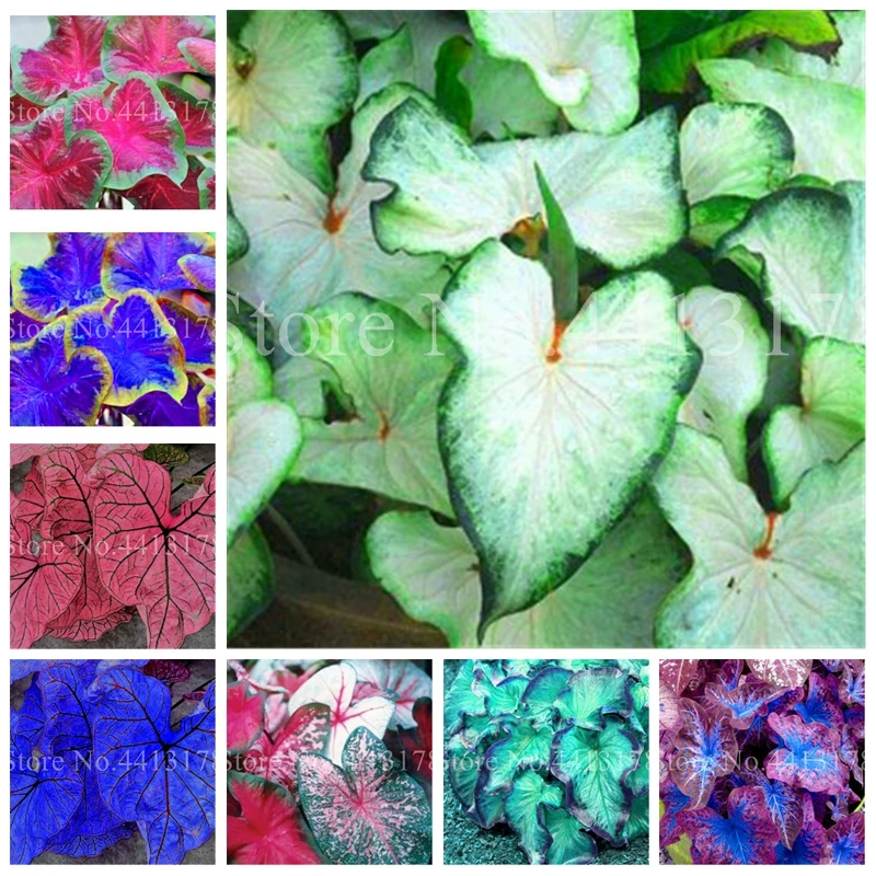 100pcs Hot Sale Thailand Caladium Bicolor Bonsai Balcony Rare Burnt Rose Elephant Ear Flower Perennial Herbs Plant Home & Garden
100pcs Hot Sale Thailand Caladium Bicolor Bonsai Balcony Rare Burnt Rose Elephant Ear Flower Perennial Herbs Plant Home & Garden