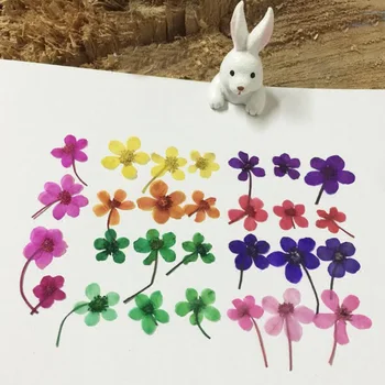 120pcs Dyed Pressed Dried Mini Wildflower Flower Plants Herbarium For Jewelry iPhone Phone Case Frame Making Accessories
120pcs Dyed Pressed Dried Mini Wildflower Flower Plants Herbarium For Jewelry iPhone Phone Case Frame Making Accessories