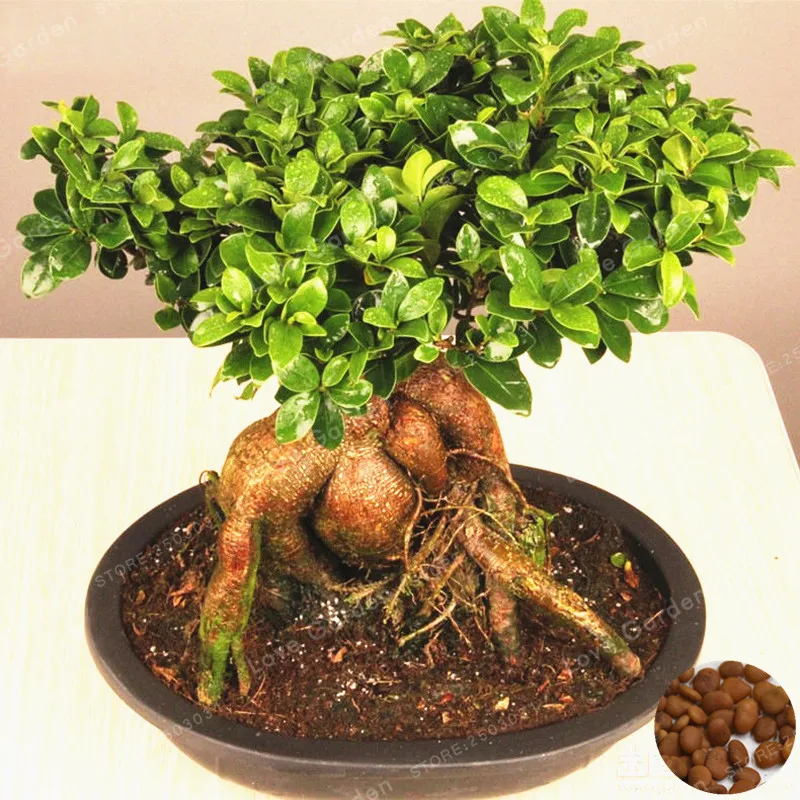 20 Pcs Chinese Rare Ficus Microcarpa Tree Bonsai China Roots Sementes Bonsai Ginseng Banyan Garden Tree Outdoor Planters
20 Pcs Chinese Rare Ficus Microcarpa Tree Bonsai China Roots Sementes Bonsai Ginseng Banyan Garden Tree Outdoor Planters