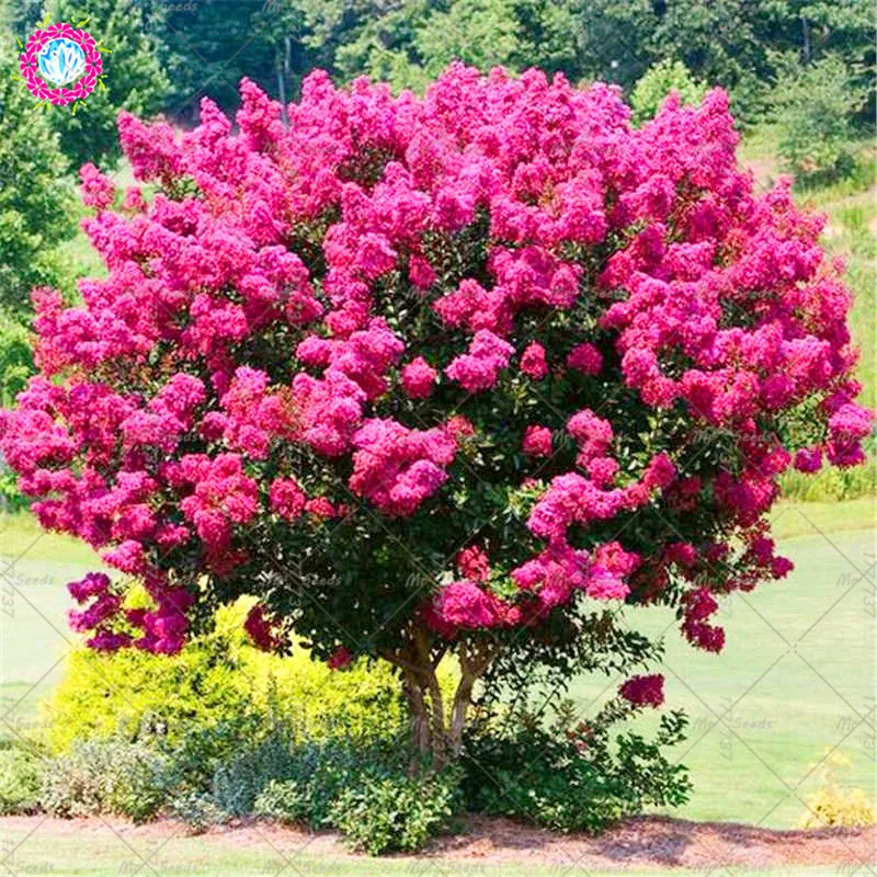 100pcs Lagerstroemia Flower Perennial Flower Plant Lagerstroemia Plant Family Garden Garden Decorative Plants
100pcs Lagerstroemia Flower Perennial Flower Plant Lagerstroemia Plant Family Garden Garden Decorative Plants