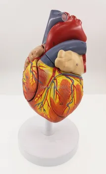 Human Anatomical Life size 2 Times Life Size 4 parts Heart Anatomical anatomy skeleton veterinary brain anatomia skull
Human Anatomical Life size 2 Times Life Size 4 parts Heart Anatomical anatomy skeleton veterinary brain anatomia skull