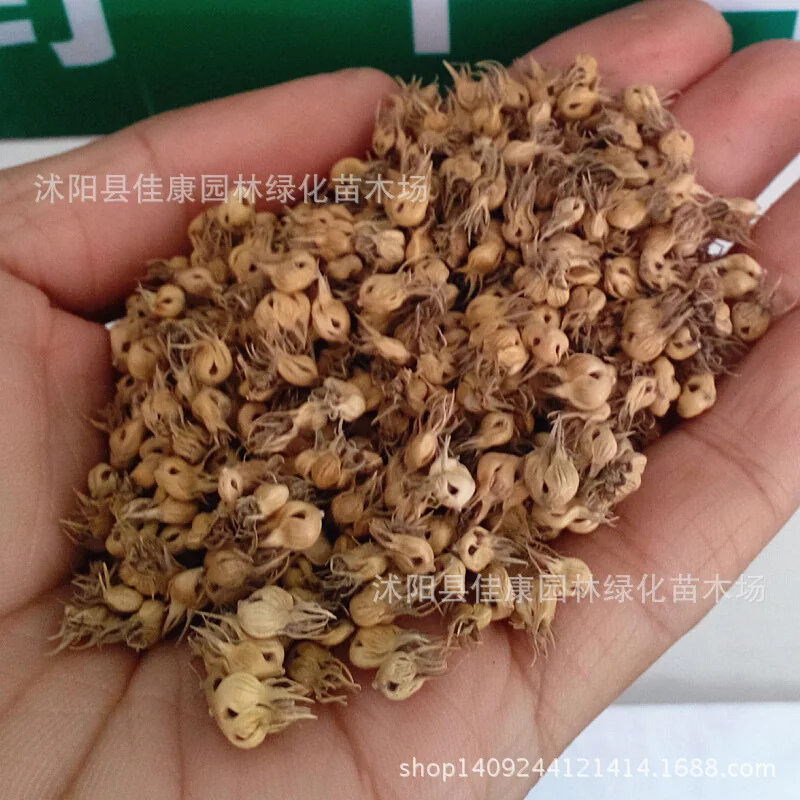 Image Good warm season grass seed forage grass seed bison buffalo grass seed wear resistant tread regenerative capacity 200g   Pack