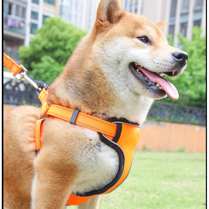 large dog teddy