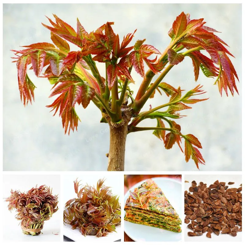 100 Particles / Bag Chinese Toon Bonsai Home Garden Easy Grow Toona Sinensis Tree Bonsai Organic Vegetable Bonsai Rare Plants
100 Particles / Bag Chinese Toon Bonsai Home Garden Easy Grow Toona Sinensis Tree Bonsai Organic Vegetable Bonsai Rare Plants
