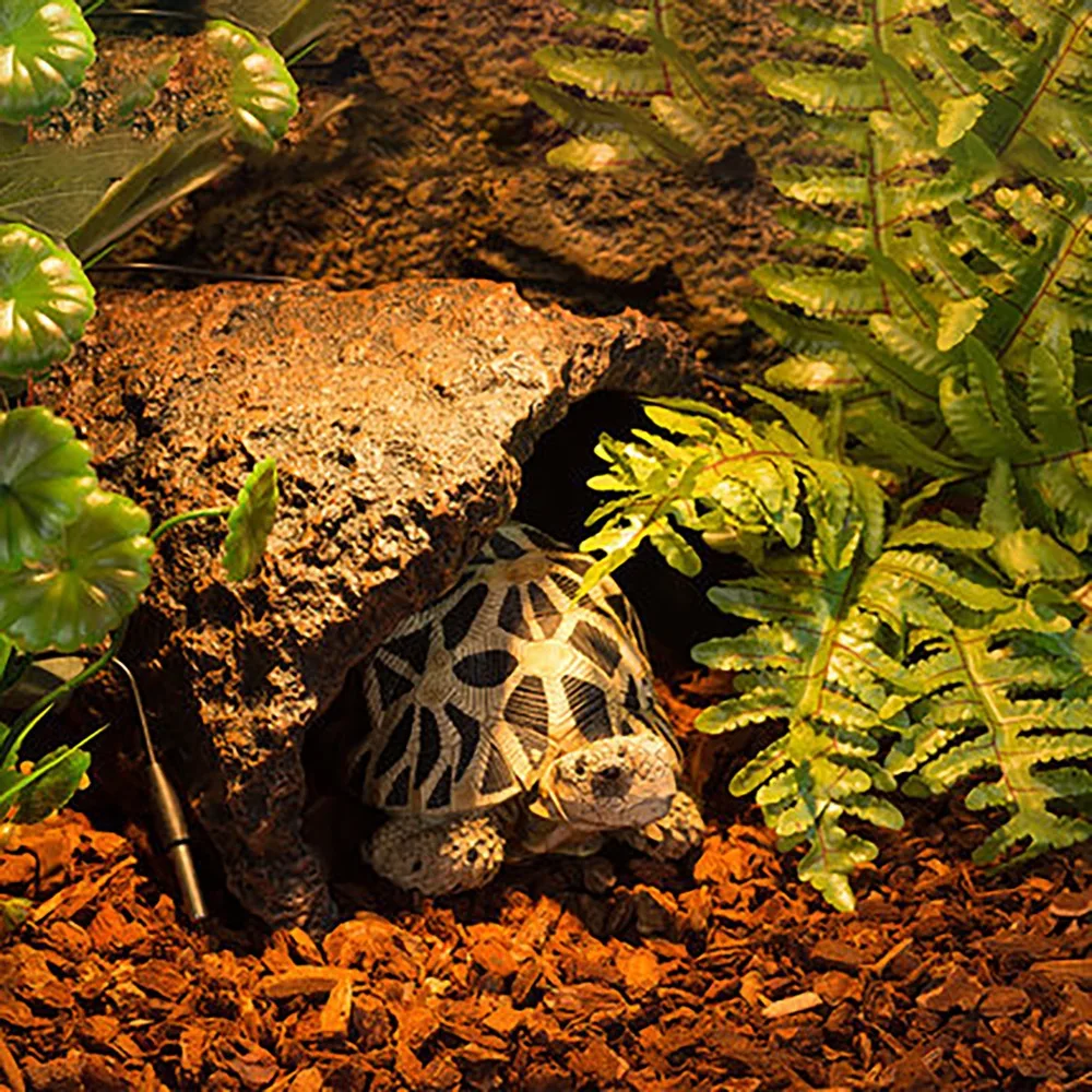 Tree Bark decor Natural Substrate Forest Bedding For Gecko Lizard Tortoise Tarantula Tree Frog Vivarium Terrarium Decoration
Tree Bark decor Natural Substrate Forest Bedding For Gecko Lizard Tortoise Tarantula Tree Frog Vivarium Terrarium Decoration