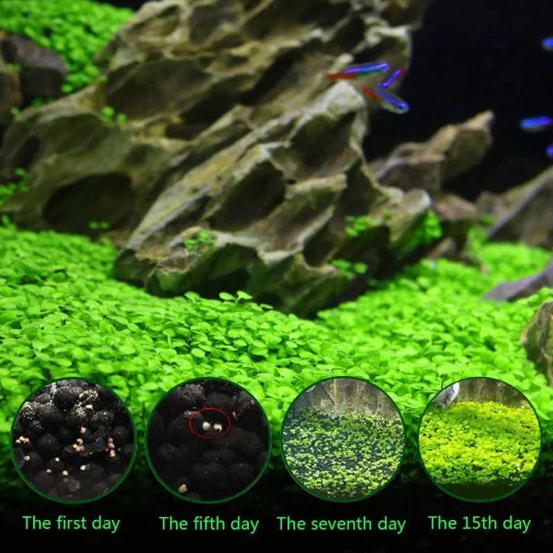 Beautiful Aquarium Grass Seeds Water Aquatic Green Plants Fish Tank Decoration Easy Planting Seed Pet Decorative Plants Supplies (2)