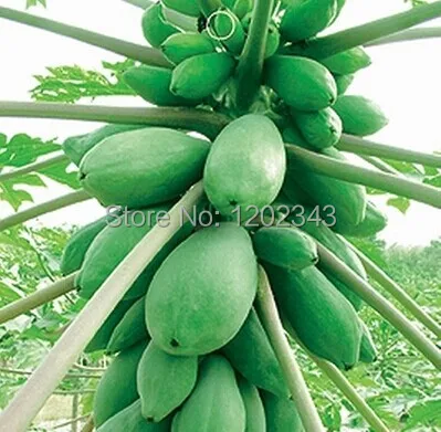 Fruit RARE 30pcs Dwarf hovey Papaya Tree Plants Container/Bonsai*USA Combine Shipping
Fruit RARE 30pcs Dwarf hovey Papaya Tree Plants Container/Bonsai*USA Combine Shipping