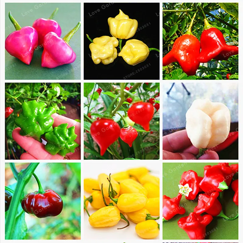 100Pcs/Bag Brazilian Chili Hot Pepper Bonsai Ubatuba Cambuci Capsicum Baccatum Organic Bonsai Vegetables Outdoor Plant Pot
100Pcs/Bag Brazilian Chili Hot Pepper Bonsai Ubatuba Cambuci Capsicum Baccatum Organic Bonsai Vegetables Outdoor Plant Pot