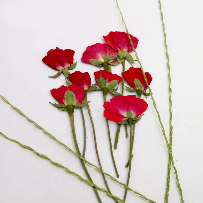120pcs Side Pressed Dried 4-7cm Red Rose Flower Plant Herbarium For Jewelry Postcard Invitation Card Phone Case Bookmark DIY
120pcs Side Pressed Dried 4-7cm Red Rose Flower Plant Herbarium For Jewelry Postcard Invitation Card Phone Case Bookmark DIY