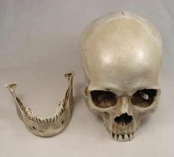 high quality 1: 1 human skull model life size resin skull model art class model medical teaching delicate human skeleton model
high quality 1: 1 human skull model life size resin skull model art class model medical teaching delicate human skeleton model