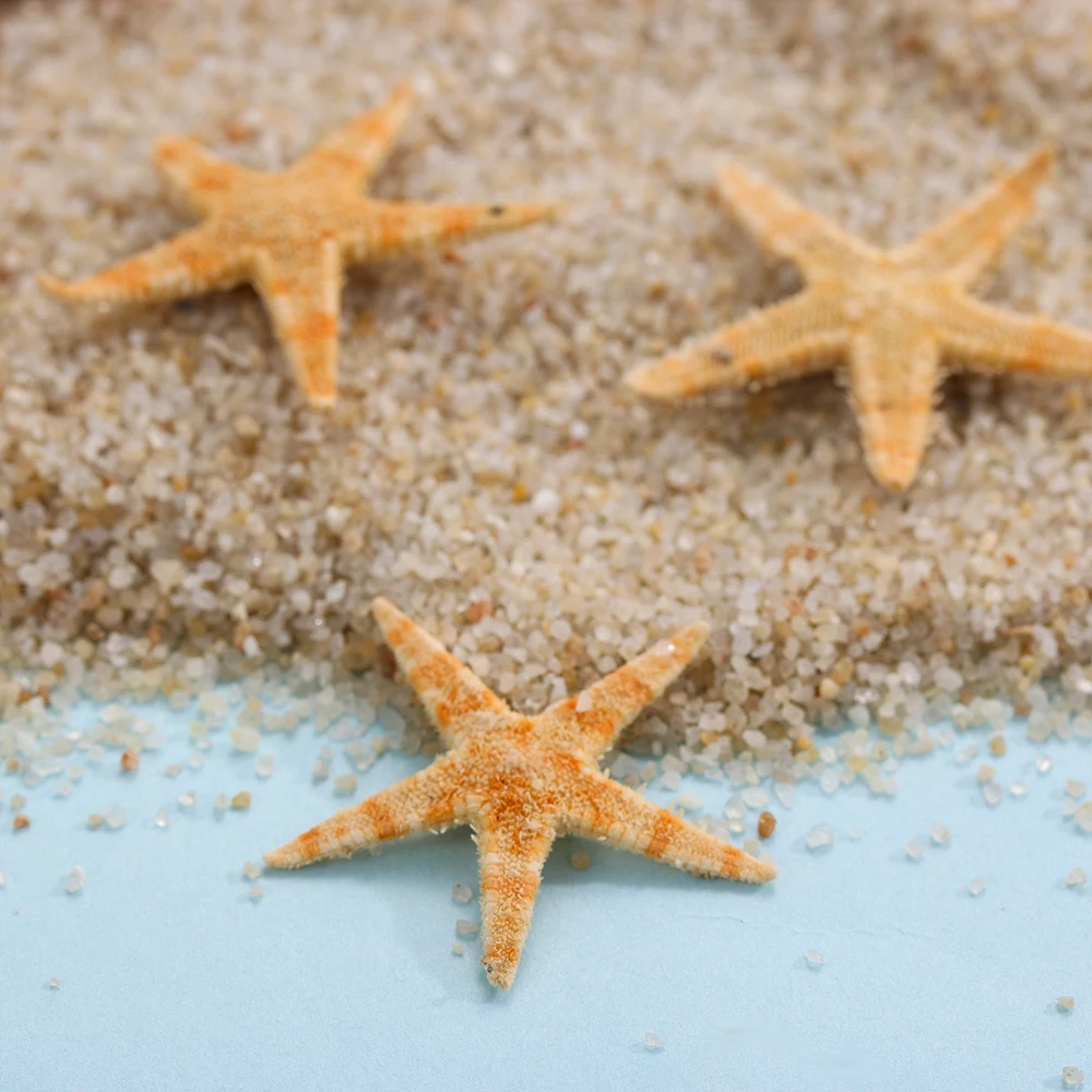 50pcs/box 2-3cm Natural Sea Stars DIY Beach Cottage Starfish Craft Decoration Wedding Decor Sea Shells Party Sea Conch
50pcs/box 2-3cm Natural Sea Stars DIY Beach Cottage Starfish Craft Decoration Wedding Decor Sea Shells Party Sea Conch