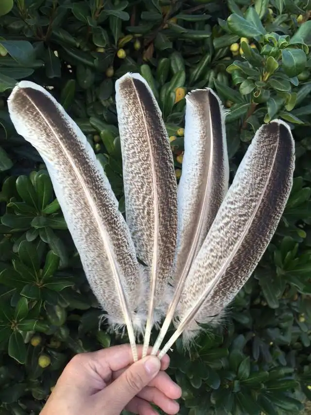 flower Turkey feathers wholesale discount 10-1000PCS / pieces 25-30CM DIY decoration Indian headdress arrow feathers
flower Turkey feathers wholesale discount 10-1000PCS / pieces 25-30CM DIY decoration Indian headdress arrow feathers