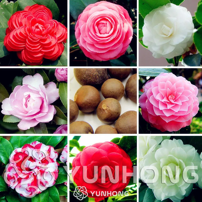 2 Particle / Pack Rare Exotic Camellia Flower Bonsai DIY Perennial Potted Plants Indoor / Outdoor Potted Bonsai For Garden
2 Particle / Pack Rare Exotic Camellia Flower Bonsai DIY Perennial Potted Plants Indoor / Outdoor Potted Bonsai For Garden