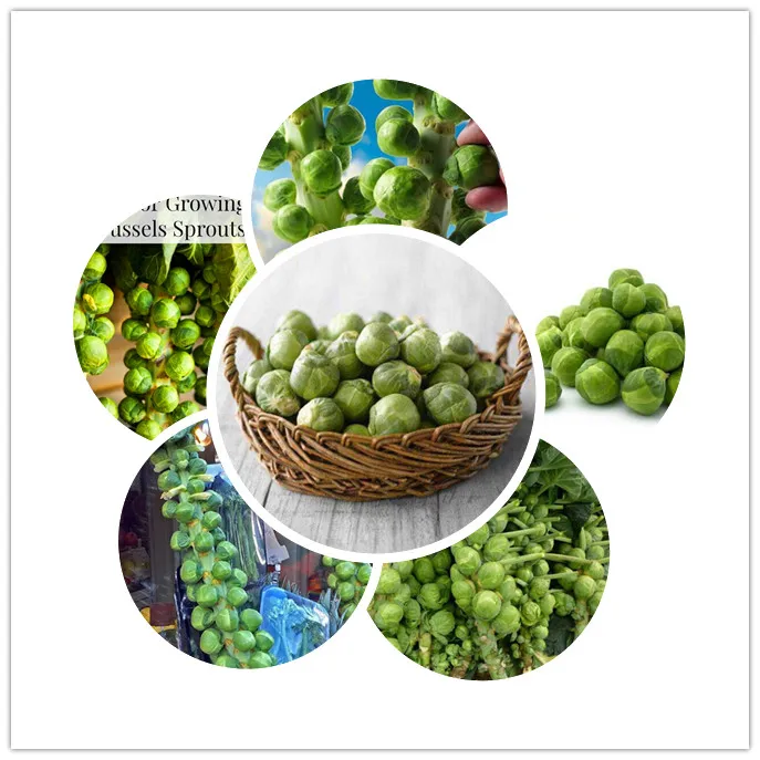 hot 100pcs lovely brussels sprouts bonsais of Green vegetable organic bonsais easy to grow outdoor cabbage for home plant
hot 100pcs lovely brussels sprouts bonsais of Green vegetable organic bonsais easy to grow outdoor cabbage for home plant