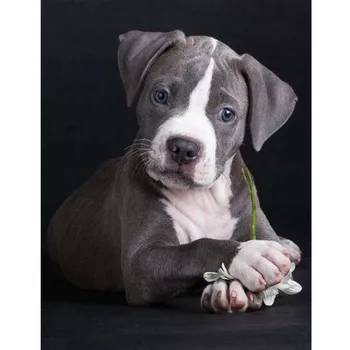 5D Diy Diamond Painting Animal Cute Pitbull Puppies Dog country decor wall sticker paint with diamonds Embroidery Kits dog Decor
5D Diy Diamond Painting Animal Cute Pitbull Puppies Dog country decor wall sticker paint with diamonds Embroidery Kits dog Decor