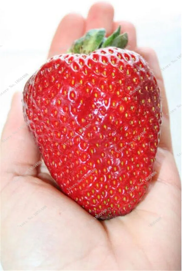 New Arrival !200 Pieces Gaint Red Strawberry Flores Organic Berry Fruit Plantas Vegetables Non-Gmo Bonsai Pot For Home Garden
New Arrival !200 Pieces Gaint Red Strawberry Flores Organic Berry Fruit Plantas Vegetables Non-Gmo Bonsai Pot For Home Garden