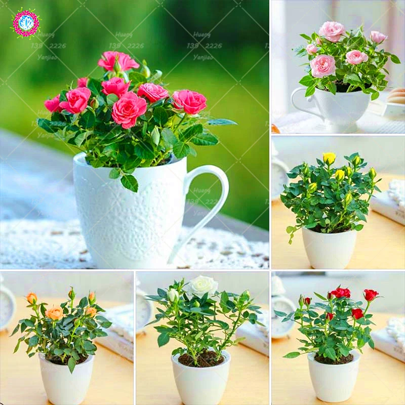 100PCS Mini Rose Bonsai Plant Miniature Rose Plant Home Garden Bright Beautiful Potted Flowers Perennial Balcony Bonsai Planting
100PCS Mini Rose Bonsai Plant Miniature Rose Plant Home Garden Bright Beautiful Potted Flowers Perennial Balcony Bonsai Planting