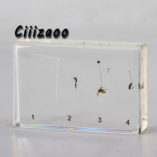 Life Cycle of Funariaceae Specimen paperweight Taxidermy Collection embedded In Clear Lucite Block Embedding Specimen
Life Cycle of Funariaceae Specimen paperweight Taxidermy Collection embedded In Clear Lucite Block Embedding Specimen
