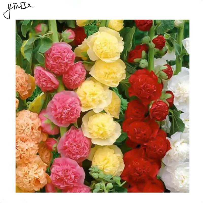 500pcs/lot Althaea rosea Bonsai Flower DIY Garden Pots Flowers Plants For Home Decorations Bonsai Planting Planters Bonsai Pot
500pcs/lot Althaea rosea Bonsai Flower DIY Garden Pots Flowers Plants For Home Decorations Bonsai Planting Planters Bonsai Pot