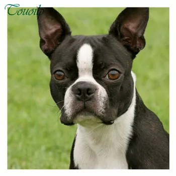 Touoilp Diamond painting dog full square&round 5d diy boston terrier diamond embroidery 3d pictures diamond mosaic art kit
Touoilp Diamond painting dog full square&round 5d diy boston terrier diamond embroidery 3d pictures diamond mosaic art kit