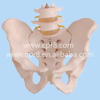 BIX-A1027 Life-size Human Pelvis Model With 2 Lumbar Vertebra Model MQ167
BIX-A1027 Life-size Human Pelvis Model With 2 Lumbar Vertebra Model MQ167